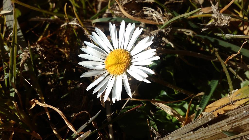 Biobergbauernhof Brandenau Daire Taxenbach Dış mekan fotoğraf