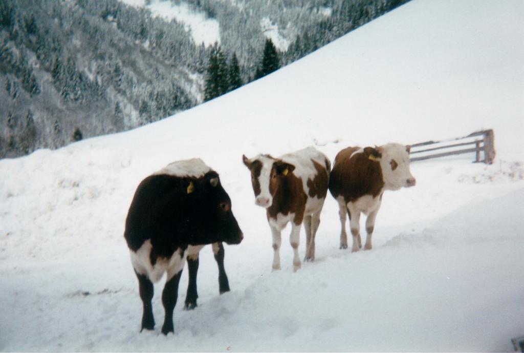 Biobergbauernhof Brandenau Daire Taxenbach Dış mekan fotoğraf